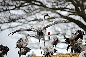 Common Cranes
