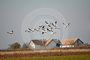 Common cranes (Grus grus) photo