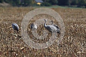 Common cranes, Mecklenburg, Germany