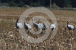 Common cranes, Mecklenburg, Germany