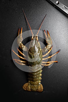 Common crayfish, live, crustaceans. Lobster. Black background. space for text, selective focus. The concept of gourmet food,