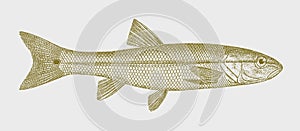 Common creek chub semotilus atromaculatus, freshwater fish