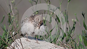 The common crested lark cleans its feathers. Galerida cristata