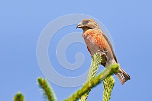 Common crossbill Loxia curvirostra male bird