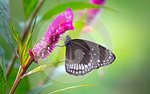 The Common Crow Butterfly