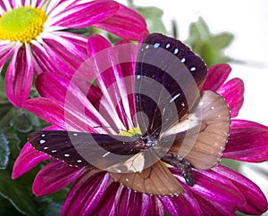 Common Crow Butterfly