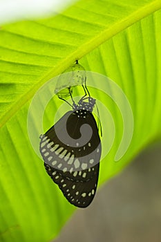 Common crow butterfly coming out of the chrysalis