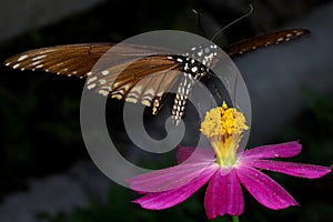 Common Crow butterfly. Cosmos flower.