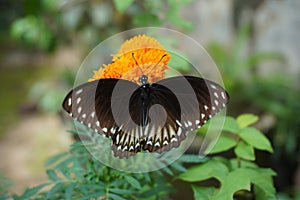 Common Crow Butterfly drinking nectar on a flower. photo