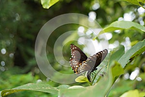 Common Crow Butterfly laying eggs. photo