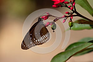 Common Crow butterfly on plant, Euploea core, Pune, Maharashtra