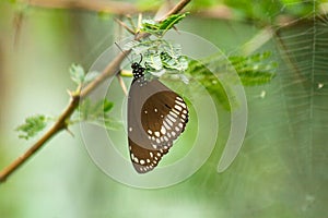 Common crow butterfly and spider web on a green tree in monsoons