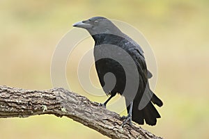 Common crow,  Corvus corone, perched on a branch