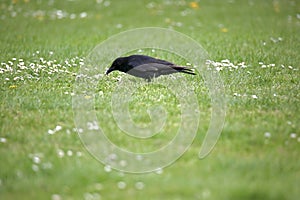 Common crow pecking the grass