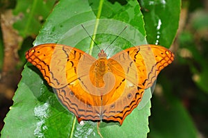 Common Cruiser butterfly