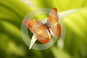 The Common Cruiser butterfly