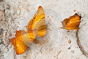 Common Cruiser butterfly