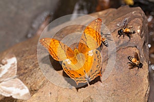 Common cruiser butterfly eatting mineral
