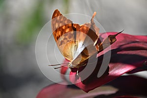 Common Cruiser Butterfly Up Close and Personal