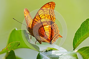 The Common Cruiser, Vindula erota, standing on a leaf, Thailand