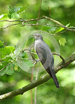 Common cuckoo