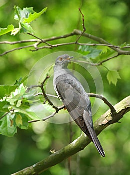 Common Cuckoo