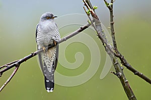 Common cuckoo photo