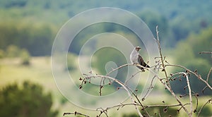 Common cuckoo