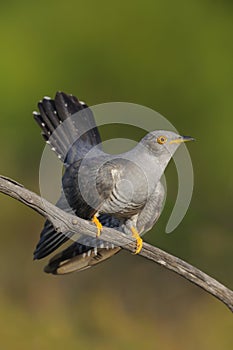 Common Cuckoo, cuco comum, Cuculus canorus