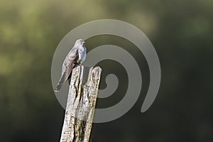 Common Cuckoo Cuculus canorus