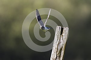 Common Cuckoo Cuculus canorus