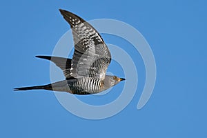 Common cuckoo Cuculus canorus