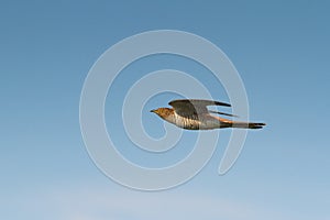 Common Cuckoo / Cuculus canorus photo