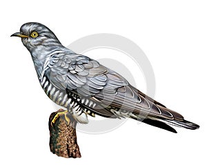 Common Cuckoo, Cuculus canorus