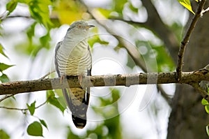 The Common Cuckoo (Cuculus canorus)