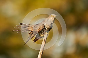 The common cuckoo Cuculus canorus in the in beautiful spring light. photo