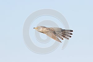 Common Cuckoo / Cuculus canorus ( Europe photo