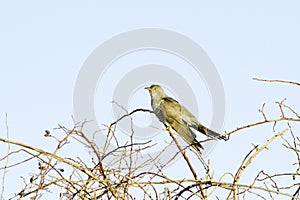 Common Cuckoo / Cuculus canorus photo