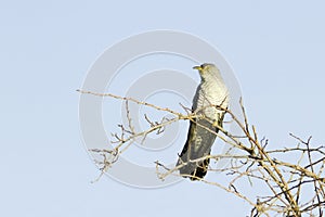 Common Cuckoo / Cuculus canorus photo