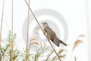 Common Cuckoo Cuculus canorus ( European Cuckoo) photo
