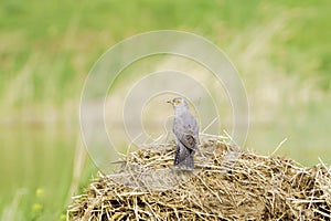 Common Cuckoo / Cuculus canorus ( European Cuckoo)