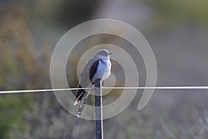 common cuckoo (Cuculus canorus) Oeland Sweden