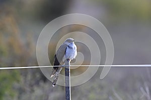 common cuckoo (Cuculus canorus) Oeland Sweden