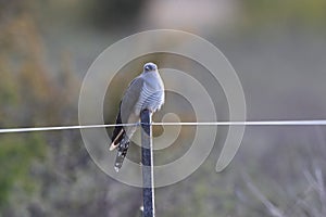 common cuckoo (Cuculus canorus) Oeland Sweden