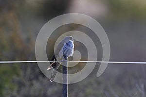 common cuckoo (Cuculus canorus) Oeland Sweden