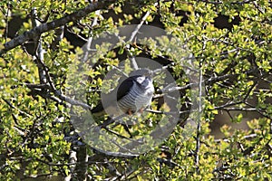 common cuckoo (Cuculus canorus) Oeland Sweden