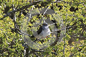 common cuckoo (Cuculus canorus) Oeland Sweden