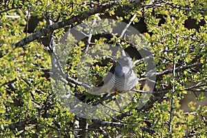 common cuckoo (Cuculus canorus) Oeland Sweden