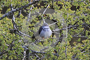 common cuckoo (Cuculus canorus) Oeland Sweden