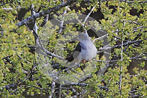 common cuckoo (Cuculus canorus) Oeland Sweden